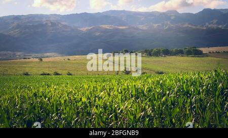 Plantations de maïs et terres fertiles dans les prés de San Luis, Argentine. Banque D'Images