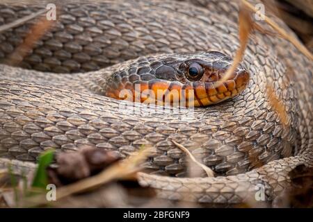 Un serpent à ventre rouge s'est enroulé sous le soleil. Caroline du Nord. Banque D'Images