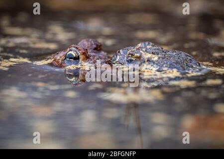 Une paire de crapauds américains s'accouplés dans l'eau près du bord d'un étang. Printemps en Caroline du Nord. Banque D'Images