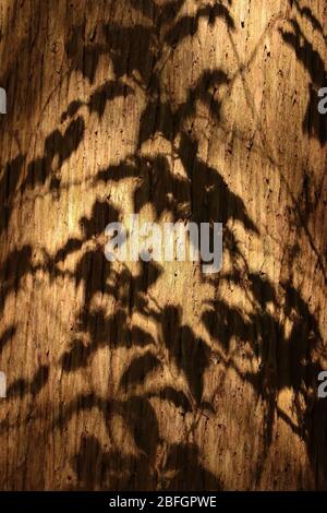 Un éclat ensoleillé de lumière sur le tronc d'un immense arbre dans une forêt. Les feuilles voisines jettent des ombres sur son écorce, créant un motif bon pour l'arrière-plan. Banque D'Images