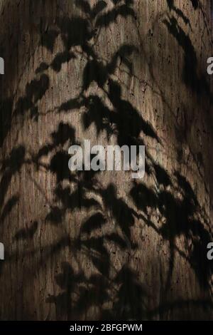 Une petite tache de soleil sombre sur le tronc d'un arbre énorme, avec des ombres de feuilles et de branches voisines jettent sur son écorce, créant un arrière-plan délicat Banque D'Images