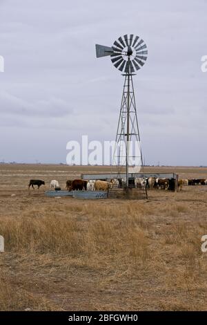 Vaches à la ferme près d'Amarillo Texas Banque D'Images
