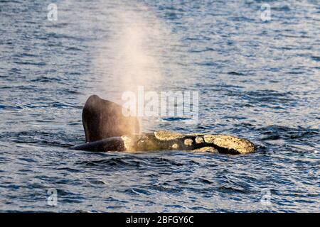 La baleine noire du sud respire près de la face de l'eau avec de l'eau qui soufflait dans l'air le soir Banque D'Images