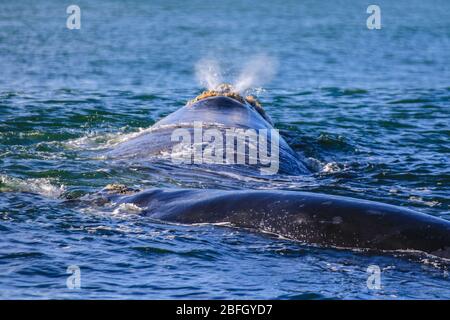 Baleine noire du sud respirant près de la surface de l'eau à l'extérieur d'Hermanus, au Cap Banque D'Images