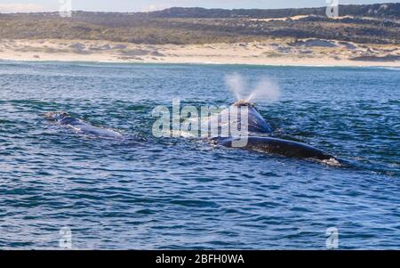 La baleine noire du sud souffle près de la surface de l’eau et de l’eau qui soufflait de son trou de soufflage Banque D'Images