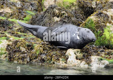 Phoque gris atlantique (Halichoerus grypus) - mâle sur l'île Puffin à Anglesey, Pays de Galles, Royaume-Uni Banque D'Images