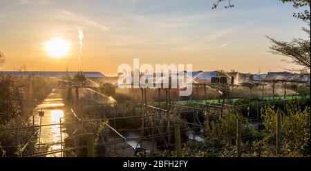Irrigation des plantes et des arbres par un réseau sprinkleur dans une pépinière à Boskoop, Pays-Bas. Exposition à contraste élevé au coucher du soleil. Banque D'Images