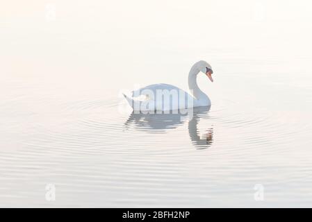 Scène tranquille d'un cygne nageant dans un lac dans la lumière du matin Banque D'Images