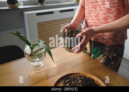 Gros plan femme mains planter une fleur d'orchidée dans la maison sur un bureau en bois dans le salon