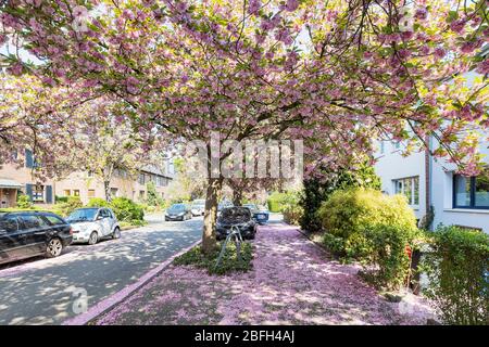 Krefeld - vue sur la floraison des cerisiers au printemps, Rhénanie du Nord-Westphalie, Allemagne, 18.04.2020 Banque D'Images