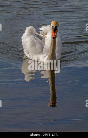 Réserve naturelle de Swan Backwell Lake Banque D'Images