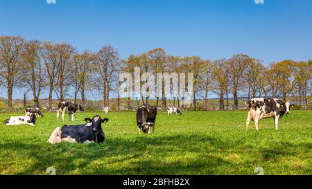 Troupeau de vaches hollandaises de lait noir et blanc en plein air reposant sur la prairie Banque D'Images
