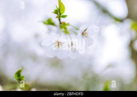 Cerisiers en fleurs au temps de la corona, 2020 Banque D'Images