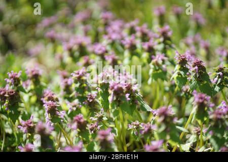 Bande de l'ortie morte lue, archange pourpre (Lamium purpurum ) en avril Banque D'Images
