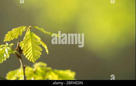 Feuille de chêne frais et vive, ressort sprout dans les bois. Fond vert, lumineux et dynamique. Banque D'Images