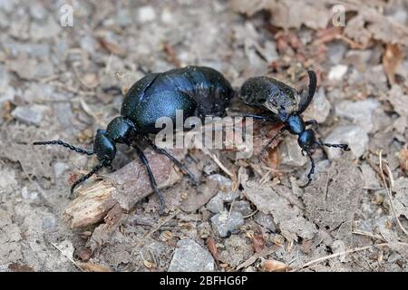 Gros plan de deux insectes nuisibles à l'huile noire (Meloe prodicaarée, coléopette) sur le sol forestier - insecte de l'année 2020 Banque D'Images