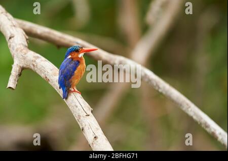 Un Kingfisher malachite, perché sur une branche Banque D'Images