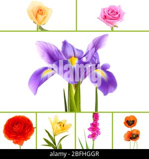 Collage de belles fleurs isolées sur blanc Banque D'Images