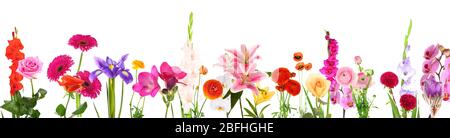 De belles fleurs isolated on white Banque D'Images