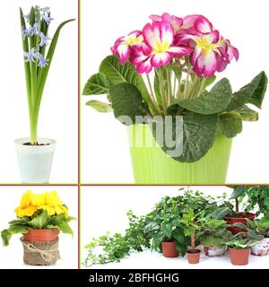 Collage de fleurs diverses dans des pots de fleurs Banque D'Images