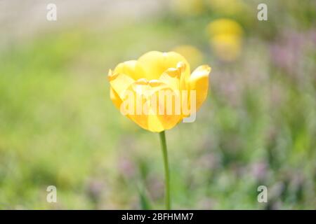 Gros plan de tulipe jaune simple douce au printemps Banque D'Images