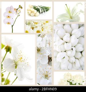 Collage de différentes fleurs blanches Banque D'Images