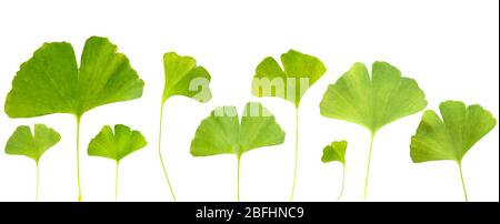 Collage de feuilles de ginkgo biloba isolées sur blanc Banque D'Images