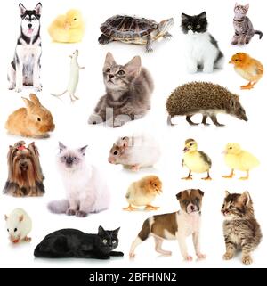 Collage de différents animaux isolés sur blanc Banque D'Images