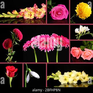 Collage de belles fleurs sur fond noir Banque D'Images