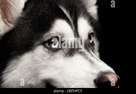 Gros plan Portrait de chien Husky sibérien avec différents yeux bleus sur fond noir isolé Banque D'Images