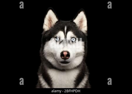 Portrait du chien de Husky sibérien avec des yeux bleus qui contemplant le fond noir isolé Banque D'Images