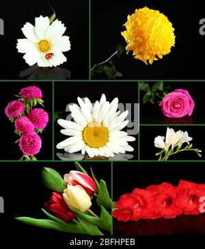 Collage de belles fleurs sur fond noir Banque D'Images
