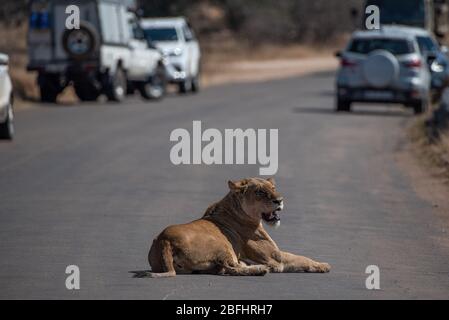 Lioness allongé au milieu de la route dans le parc national Kruger Banque D'Images