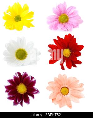 Collage de fleurs de chrysanthèmes isolés sur blanc Banque D'Images