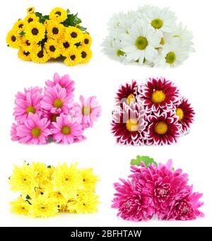 Collage de fleurs de chrysanthèmes isolés sur blanc Banque D'Images