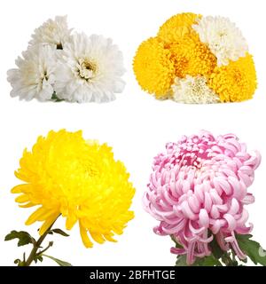 Collage de fleurs de chrysanthèmes isolés sur blanc Banque D'Images