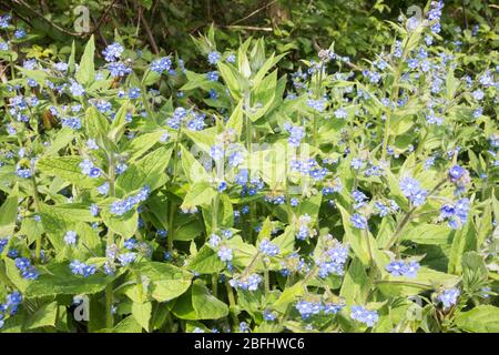 Grappes de l'oubli bleu-fleuri ni de la Marie-teyée bleue (Omphalodes Verna) Banque D'Images