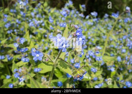 Grappes de l'oubli bleu-fleuri ni de la Marie-teyée bleue (Omphalodes Verna) Banque D'Images