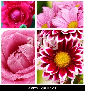 Collage de belles fleurs avec gouttes d'eau Banque D'Images