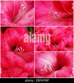 Collage de belles fleurs avec gouttes d'eau Banque D'Images