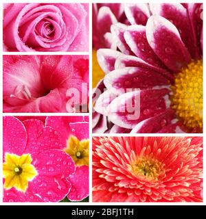 Collage de belles fleurs avec gouttes d'eau Banque D'Images