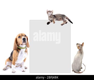 Animaux de compagnie mignons avec un endroit pour le texte, isolés sur blanc Banque D'Images
