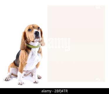 Chien de Beagle avec espace pour le texte isolé sur blanc Banque D'Images