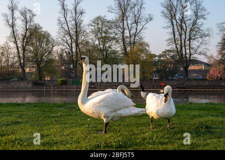 Eton, Windsor, Berkshire, Royaume-Uni. 12 avril 2020. Des cygnes affamés vont à la recherche de nourriture pendant le Lockdown de Coronavirus. Crédit : Maureen McLean/Alay Banque D'Images