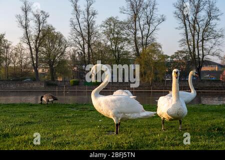 Eton, Windsor, Berkshire, Royaume-Uni. 12 avril 2020. Des cygnes affamés vont à la recherche de nourriture pendant le Lockdown de Coronavirus. Crédit : Maureen McLean/Alay Banque D'Images