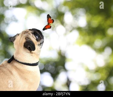 Papillon coloré assis sur le nez du chien sur un fond vert vif Banque D'Images