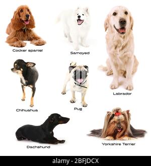 Différentes races de chiens Banque D'Images