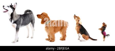 Groupe de chiens de différentes tailles en rangée, isolé sur blanc Banque D'Images