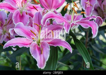 Fleur de Lily et fond de feuilles vertes dans le jardin à la journée ensoleillée d'été ou de printemps. Hybrides Lily Lilium. Banque D'Images