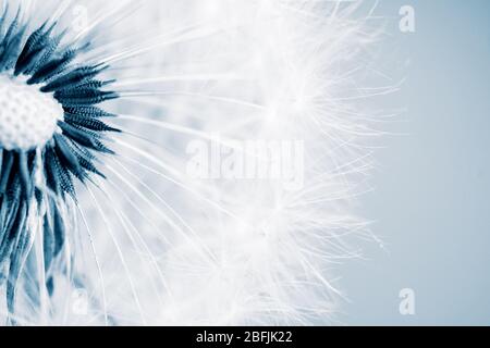 Belle pissenlit avec des graines, gros plan Banque D'Images